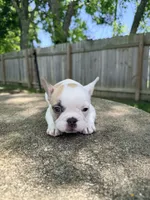 fawn pied, a female French Bulldog for sale in Montgomery, AL – 3 of 7