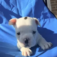 Black and white pied , a male French Bulldog for sale in Montgomery, AL – 2 of 6