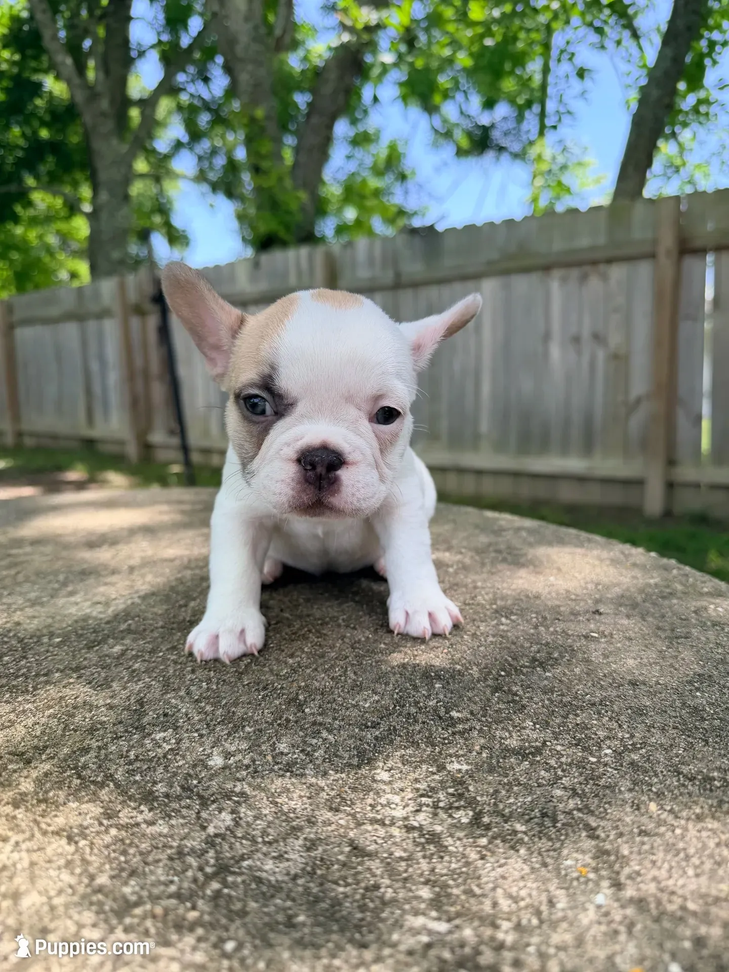 fawn pied, a female French Bulldog for sale in Montgomery, AL – 1 of 7