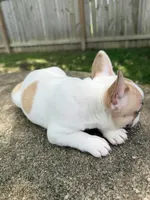 fawn pied, a female French Bulldog for sale in Montgomery, AL – 4 of 7