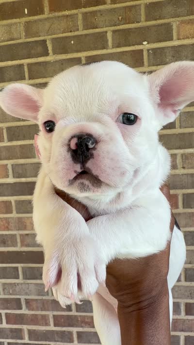Black and white pied , a male French Bulldog for sale in Montgomery, AL – 6 of 6