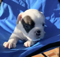 Black and white pied, a male French Bulldog for sale in Montgomery, AL – 5 of 8