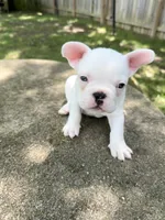 All White, a male French Bulldog for sale in Montgomery, AL – 1 of 7