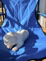 Black and white pied, a male French Bulldog for sale in Montgomery, AL – 7 of 8