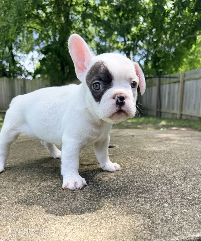 Black and white pied – French Bulldog puppy for sale in Montgomery, AL