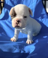 Black and white pied, a male French Bulldog for sale in Montgomery, AL – 6 of 8
