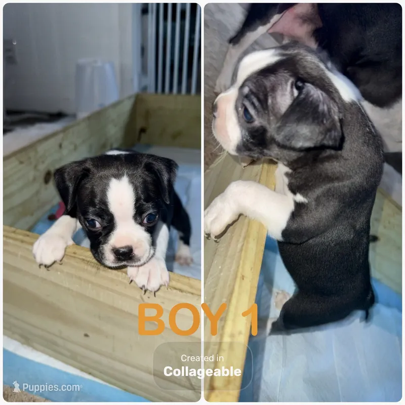 BOY1 – Boston Terrier puppy for sale in Clinton, NC