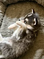 Ronin, a male Alaskan Klee Kai for sale in Spokane, WA – 6 of 9
