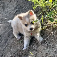 Choteau , a male Alaskan Klee Kai for sale in Spokane, WA – 2 of 5