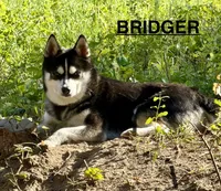 Choteau , a male Alaskan Klee Kai for sale in Spokane, WA – 4 of 5