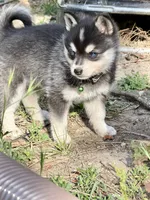 Ronin, a male Alaskan Klee Kai for sale in Spokane, WA – 2 of 9