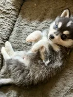 Ronin, a male Alaskan Klee Kai for sale in Spokane, WA – 7 of 9