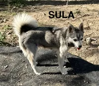 Choteau , a male Alaskan Klee Kai for sale in Spokane, WA – 3 of 5