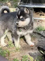 Ronin, a male Alaskan Klee Kai for sale in Spokane, WA – 3 of 9