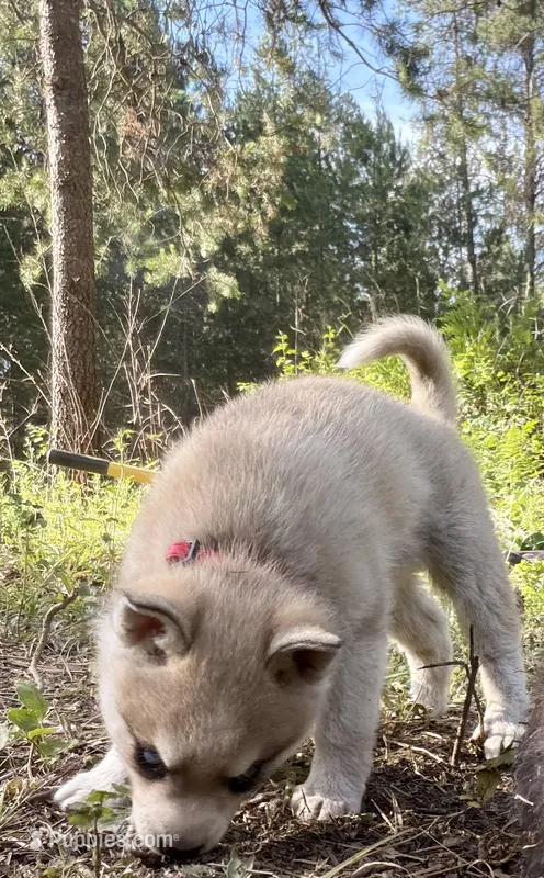 Choteau  – Alaskan Klee Kai puppy for sale in Spokane, WA