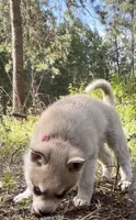 Choteau , a male Alaskan Klee Kai for sale in Spokane, WA – 1 of 5