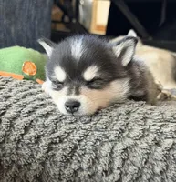 Ronin, a male Alaskan Klee Kai for sale in Spokane, WA – 4 of 9