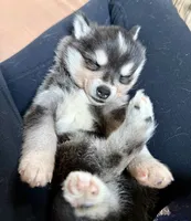 Ronin, a male Alaskan Klee Kai for sale in Spokane, WA – 5 of 9