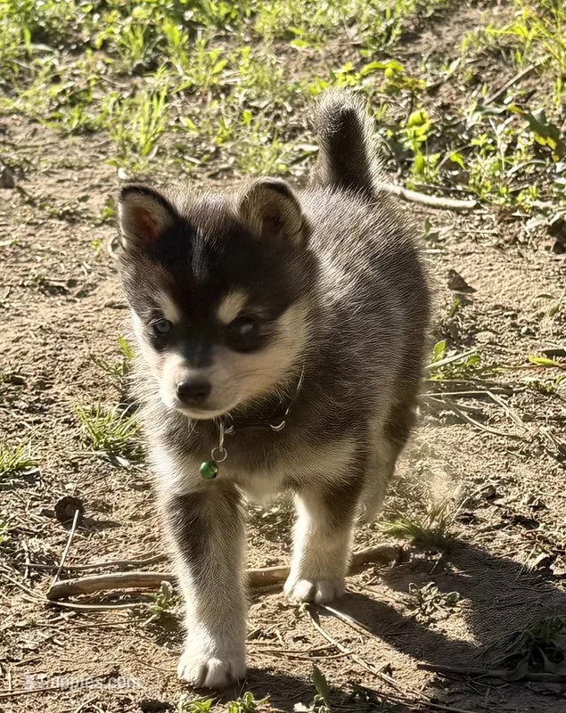 Ronin – Alaskan Klee Kai puppy for sale in Spokane, WA