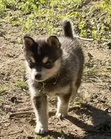 Ronin, a male Alaskan Klee Kai for sale in Spokane, WA – 1 of 9