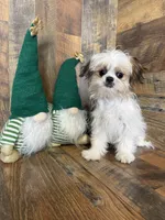 BELIZE, a female Shih Tzu for sale in Goodman, MO – Photo 4 of 4