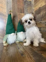 BELIZE, a female Shih Tzu for sale in Goodman, MO – Photo 3 of 4