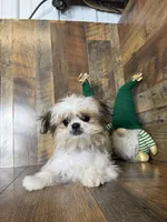 BELIZE, a female Shih Tzu for sale in Goodman, MO – Photo 2 of 4