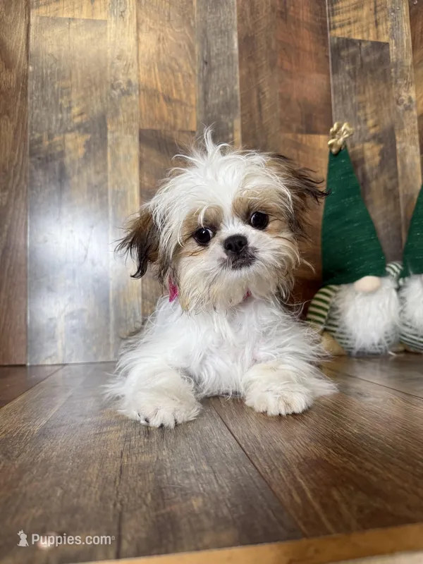 BELIZE – Shih Tzu puppy for sale in Goodman, MO