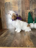 BELLE , a female Shih Tzu for sale in Goodman, MO – Photo 4 of 4