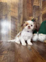BELLE , a female Shih Tzu for sale in Goodman, MO – Photo 3 of 4