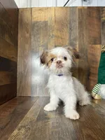 BELLE , a female Shih Tzu for sale in Goodman, MO – Photo 1 of 4