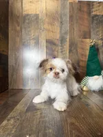 BELLE , a female Shih Tzu for sale in Goodman, MO – Photo 2 of 4