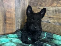 CASSIE, a female Scottish Terrier for sale in Goodman, MO – Photo 7 of 10