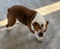 STELLA, a female English Bulldog for sale in Goodman, MO – 8 of 8