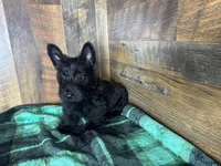 CASSIE, a female Scottish Terrier for sale in Goodman, MO – Photo 8 of 10