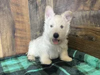 CURTIS , a male Scottish Terrier for sale in Goodman, MO – Photo 6 of 10