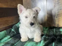 CURTIS , a male Scottish Terrier for sale in Goodman, MO – Photo 3 of 10