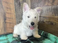 CURTIS , a male Scottish Terrier for sale in Goodman, MO – Photo 7 of 10