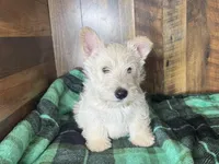 CURTIS , a male Scottish Terrier for sale in Goodman, MO – Photo 2 of 10