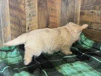 CURTIS , a male Scottish Terrier for sale in Goodman, MO – Photo 4 of 10