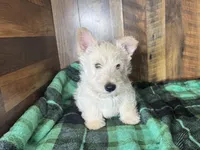 CURTIS , a male Scottish Terrier for sale in Goodman, MO – Photo 1 of 10