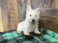 CURTIS , a male Scottish Terrier for sale in Goodman, MO – Photo 5 of 10