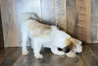 TANDY, a female Shih Tzu for sale in Goodman, MO – 4 of 10
