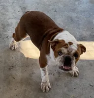 STELLA, a female English Bulldog for sale in Goodman, MO – 4 of 8