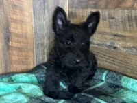 CASSIE, a female Scottish Terrier for sale in Goodman, MO – Photo 6 of 10