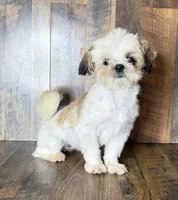 TANDY, a female Shih Tzu for sale in Goodman, MO – 6 of 10