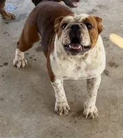 STELLA, a female English Bulldog for sale in Goodman, MO – 6 of 8
