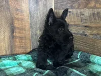 CASSIE, a female Scottish Terrier for sale in Goodman, MO – Photo 2 of 10
