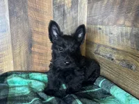 CASSIE, a female Scottish Terrier for sale in Goodman, MO – Photo 9 of 10