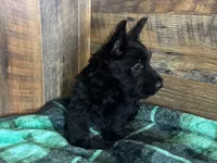 CASSIE, a female Scottish Terrier for sale in Goodman, MO – Photo 3 of 10